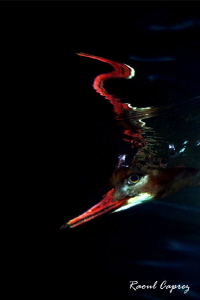 Duck looking for food underwater by Raoul Caprez 